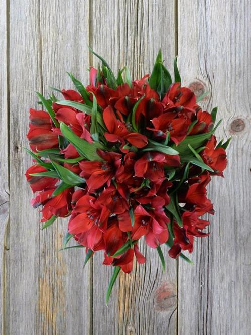 SAMURAI RED ALSTROMERIA